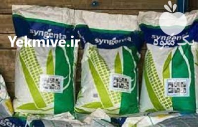 بذر ذرت اکسن چوئیت در کرمان  در گروه خرید و فروش بذر ذرت در یکمیوه -عکس1