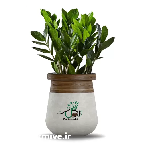 قیمت خرید گل زاموفیلیا سبز در گروه خرید و فروش گیاهان زینتی در یکمیوه -عکس1