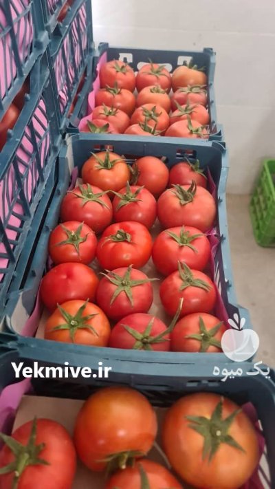 گوجه فرنگی گلخانه صادراتی در یزد در گروه خرید و فروش گوجه فرنگی در یکمیوه -عکس1