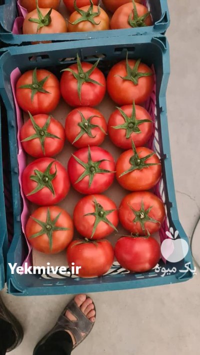 گوجه فرنگی گلخانه صادراتی در یزد در گروه خرید و فروش گوجه فرنگی در یکمیوه -عکس2