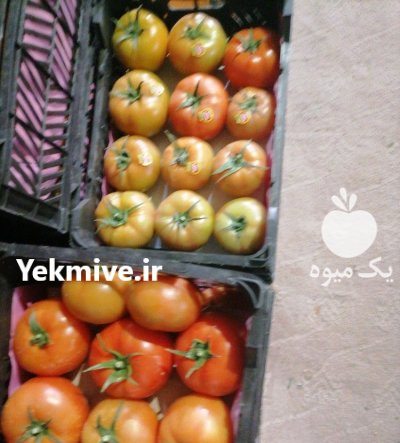 گوجه فرنگی گلخانه صادراتی در یزد در گروه خرید و فروش گوجه فرنگی در یکمیوه -عکس3