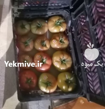 گوجه فرنگی گلخانه صادراتی در یزد در گروه خرید و فروش گوجه فرنگی در یکمیوه -عکس4