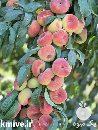 فروش نهال هلو انواع نهال در اصفهان در گروه خرید و فروش نهال گلابی در یکمیوه -عکس1