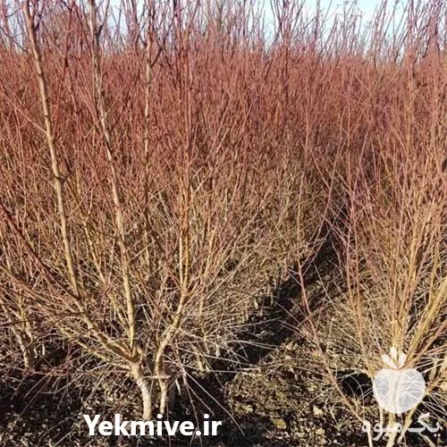 فروش قیمت نهال بادام شاهرودی در تهران در گروه خرید و فروش نهال بادام در یکمیوه -عکس1