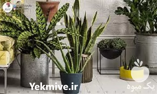 پرورش گیاهان آپارتمانی با اعطای مدرک در تهران در گروه دوره آموزش کشاورزی در یکمیوه -عکس1