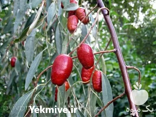 فروش عمده نهال سنجد درجه در البرز در گروه خرید و فروش نهال در یکمیوه -عکس1