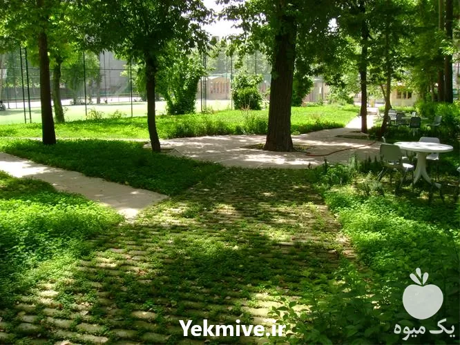 انجمن حمایت از کاشت درختان در تهران در گروه خدمات باغبانی در یکمیوه -عکس1