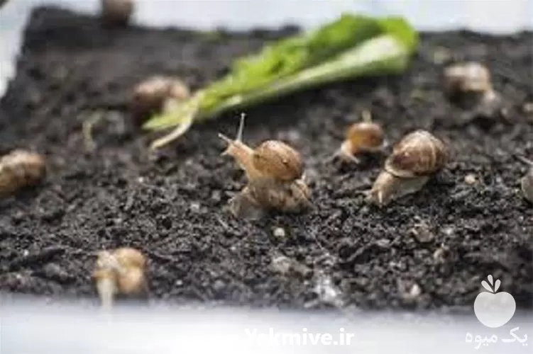 دوره آموزش پرورش حلزون در گروه مشاوره در یکمیوه -عکس1