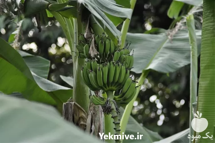 نهال موز خوراکی آمریکایی کاردابا سطلی در مازندران در گروه خرید و فروش نهال موز در یکمیوه -عکس1
