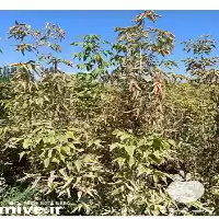 خرید و قیمت نهال افرا در آذربایجان غربی در گروه خرید و فروش نهالستان در یکمیوه