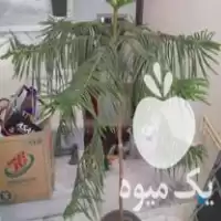 فروش انواع گل و گیاه کاکتوس در مراغه در گروه خرید و فروش گیاهان زینتی در یکمیوه