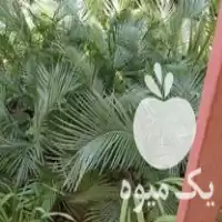 فروش انواع گل گلخانه ای در فردوس در گروه خرید و فروش گیاهان زینتی در یکمیوه