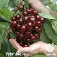 عرضه بهترین نوع نهال گیلاس در اصفهان در گروه خرید و فروش نهال در یکمیوه