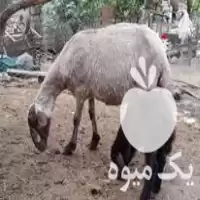 آگهی مشابه قیمت خرید گوسفند داشتی دوقلوزا در قائم شهر در گروه گاو و گوسفند و میش و بز کهره گوساله در یکمیوه