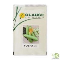 بذر کدو یسری در اصفهان در گروه خرید و فروش بذر کدو در یکمیوه