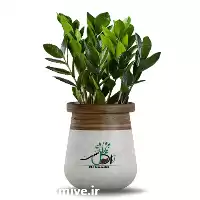 قیمت خرید گل زاموفیلیا سبز در گروه خرید و فروش گیاهان زینتی در یکمیوه