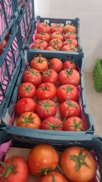 گوجه فرنگی گلخانه صادراتی در یزد در گروه خرید و فروش گوجه فرنگی در یکمیوه