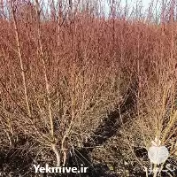 فروش قیمت نهال بادام شاهرودی در تهران در گروه خرید و فروش نهال بادام در یکمیوه