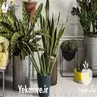 پرورش گیاهان آپارتمانی با اعطای مدرک در تهران در گروه دوره آموزش کشاورزی در یکمیوه