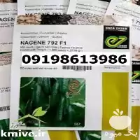 بذر خیار ناگین پر فروش اصل در اصفهان در گروه خرید و فروش بذر خیار در یکمیوه