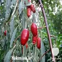 فروش عمده نهال سنجد درجه در البرز در گروه خرید و فروش نهال در یکمیوه