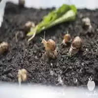 دوره آموزش پرورش حلزون در گروه مشاوره در یکمیوه