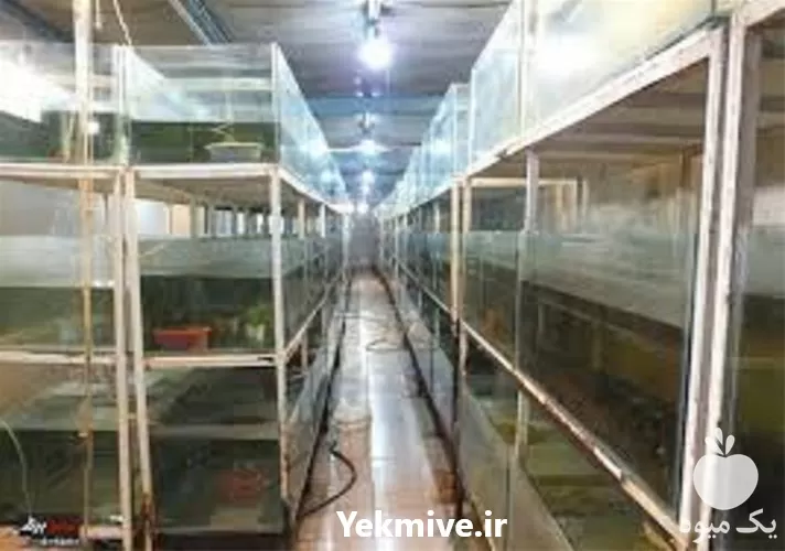 آموزش پرورش ماهی های زینتی در گروه مشاوره در یکمیوه -عکس1