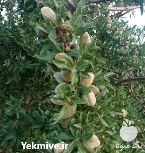 قیمت عمده نهال بادام دیر در گروه خرید و فروش نهال بادام در یکمیوه -عکس1