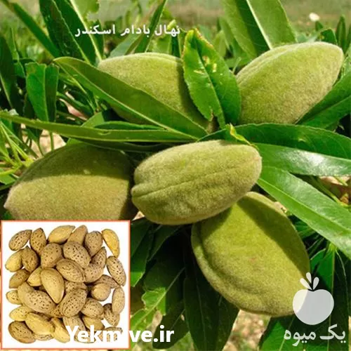 خرید نهال بادام پوست کاغذی در اصفهان در گروه خرید و فروش نهال بادام در یکمیوه -عکس1