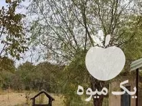 اجاره سالانه باغ گردو بادام آلبالو  در عجب شیر در گروه اجاره باغ میوه در یکمیوه -عکس1