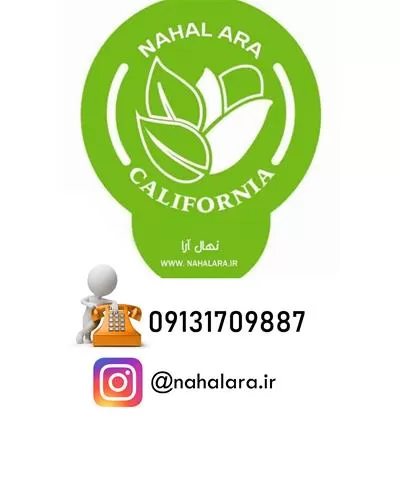 فروش نهال انار در آذربایجان غربی در گروه خرید و فروش نهال انار در یکمیوه -عکس1