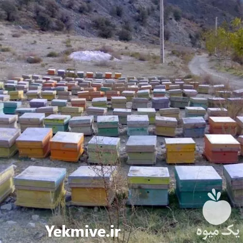 دوره آموزش پرورش زنبور عسل در تهران در گروه دوره آموزش کشاورزی در یکمیوه -عکس1