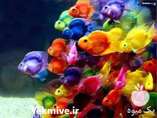 آموزش پرورش ماهیان زینتی و آکواریومی در گروه دوره آموزش کشاورزی در یکمیوه -عکس1