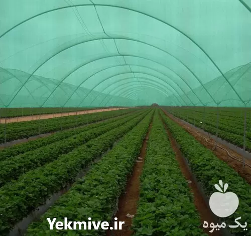قیمت خرید شید در تهران در گروه خرید و فروش توری گلخانه در یکمیوه -عکس1
