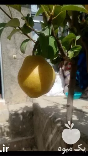 خرید نهال گلابی دیر رس نژاد در گروه خرید و فروش نهال گلابی در یکمیوه -عکس1