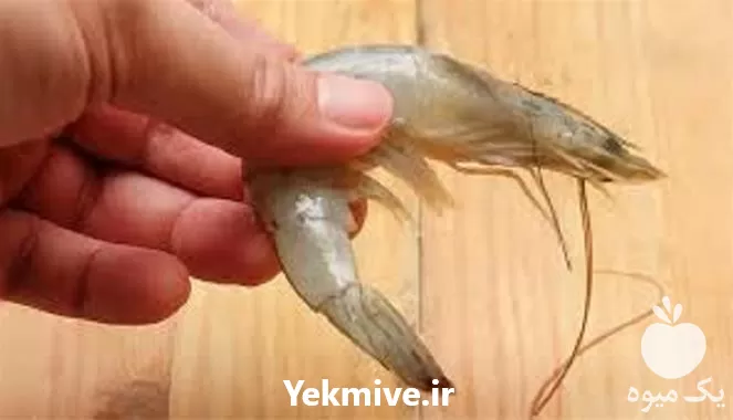 آموزش پرورش میگو در گروه دوره آموزش کشاورزی در یکمیوه -عکس1