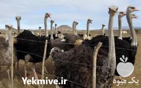 فروش دوره آموزش پرورش شترمرغ در گروه دوره آموزش کشاورزی در یکمیوه -عکس1