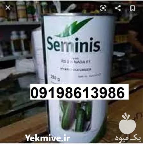قیمت خرید سفارش بذر خیار N 2 در گروه خرید و فروش بذر خیار در یکمیوه -عکس1