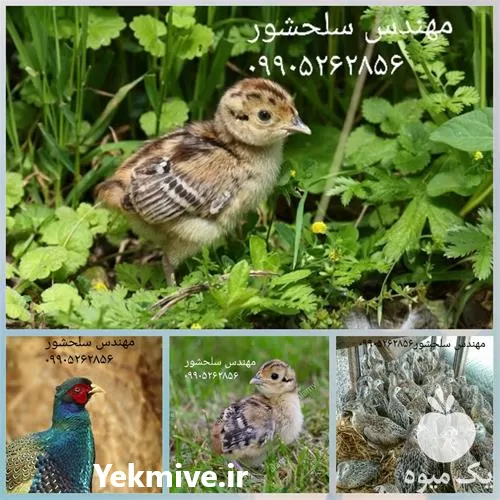 قیمت خرید جوجه قرقاول در گروه مرغ و خروس و بوقلمون و اردک قو قاز در یکمیوه -عکس1