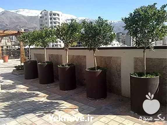 خرید ارسال درختان میوه غیر میوه در تهران در گروه خرید و فروش گیاهان زینتی در یکمیوه -عکس1