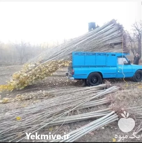 فروش نهال صنوبر سفید در تهران در گروه خرید و فروش نهال صنوبر در یکمیوه -عکس1