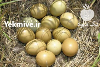 فروش تخم قرقاول در ارومیه در گروه انواع تخم ها در یکمیوه -عکس1