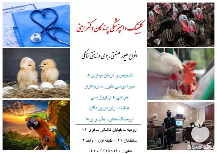 دامپزشکی پرندگان در آذربایجان غربی در گروه خدمات دام و طیور در یکمیوه -عکس1