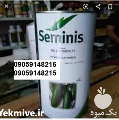 بذر خیار گلخانه ای سمینس در تهران در گروه خرید و فروش بذر خیار در یکمیوه -عکس1