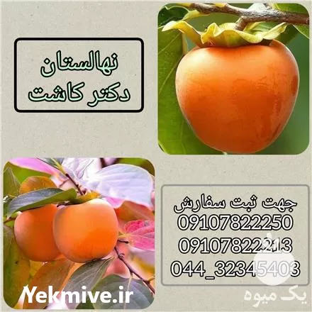 فروش نهال خرمالوی سیبی در ارومیه در گروه خرید و فروش نهال خرمالو در یکمیوه -عکس1