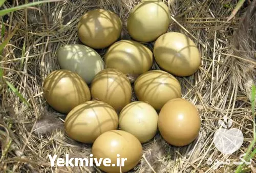 فروش تخم قرقاول در ارومیه در آذربایجان غربی در گروه انواع تخم ها در یکمیوه -عکس1