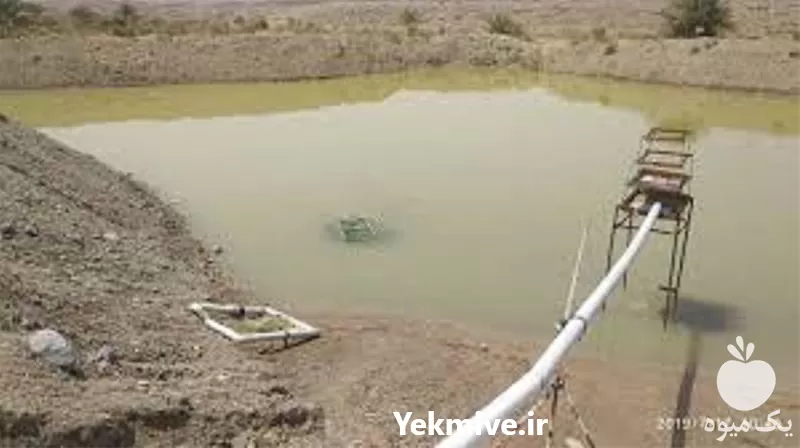 خرید دوره آموزش پرورش ماهی کپور در تهران در گروه دوره آموزش کشاورزی در یکمیوه -عکس1