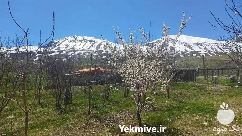 کلیه خدمات احداث باغ میوه باغ در گروه سازنده در یکمیوه -عکس1