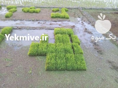 فروش نشا سینی دستگاهی در آمل در گروه خرید و فروش نشا در یکمیوه -عکس1