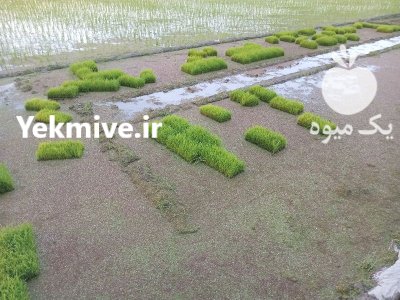 فروش نشا سینی دستگاهی در آمل در گروه خرید و فروش نشا در یکمیوه -عکس2